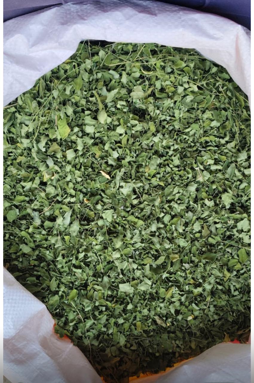 Moringa Leaves