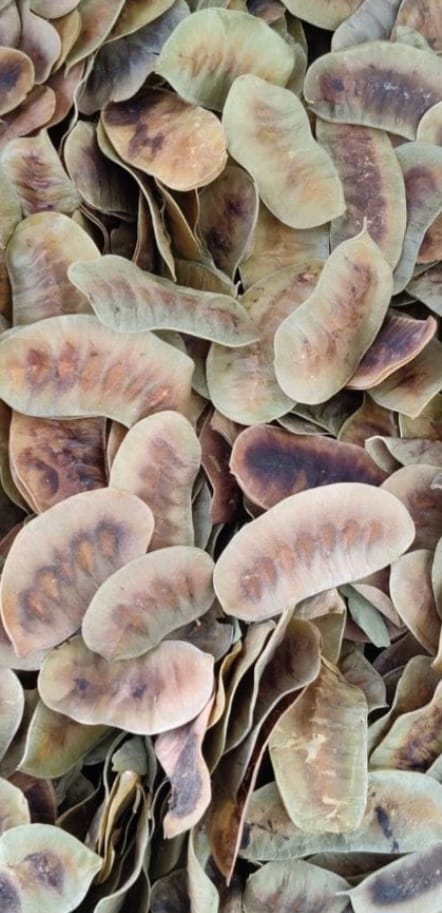Senna Pods