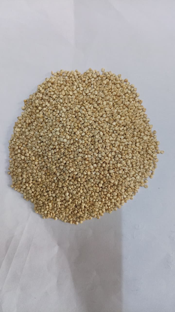 White quinoa seeds